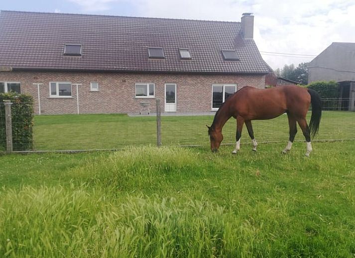 Gezellig vakantiehuis in Ingooigem, Anzegem met schapen in de tuin, perfect voor natuurliefhebbers in West-Vlaanderen, Belgie.