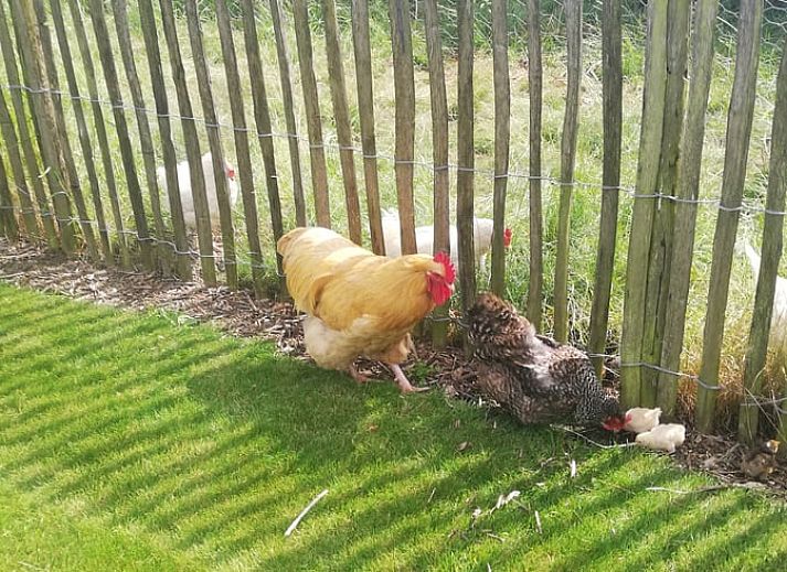 Gezellig vakantiehuis in Ingooigem, Anzegem met schapen in de tuin, perfect voor natuurliefhebbers in West-Vlaanderen, Belgie.