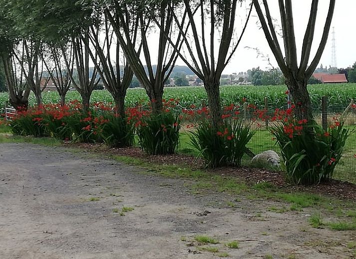 Gezellig vakantiehuis in Ingooigem, Anzegem met schapen in de tuin, perfect voor natuurliefhebbers in West-Vlaanderen, Belgie.