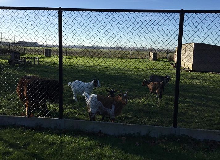 Guest house 0126805 - Holiday property West Flanders - De kwetshage