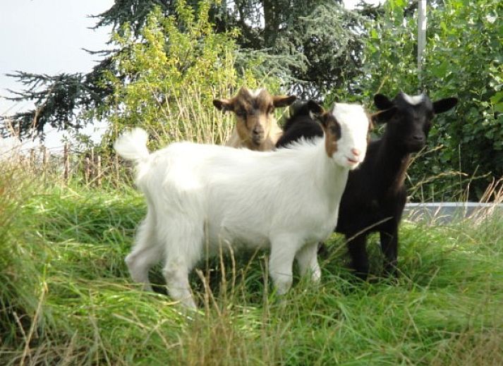 Gezellige zithoek in B&B De Zoete Kers, Wakken, West-Vlaanderen.