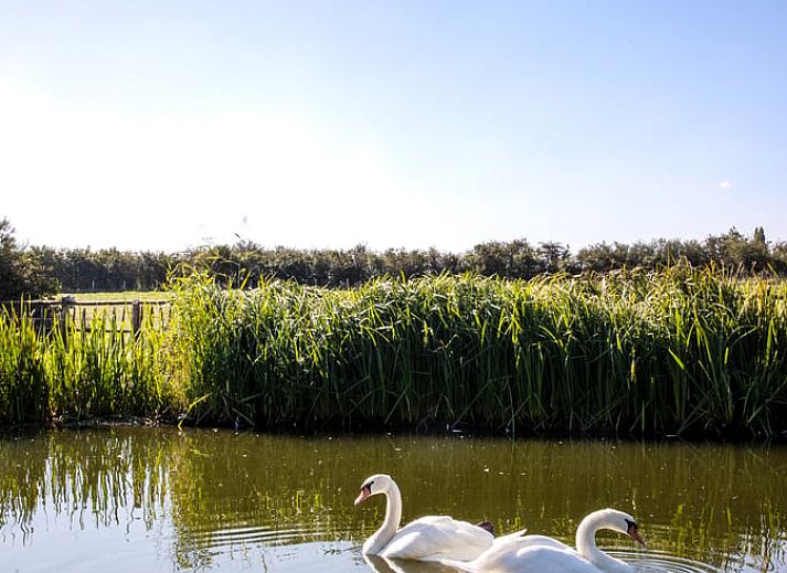 Vacation home in Diksmuide with swimming pool and terrace, ideal for relaxation in West Flanders, Belgium.
