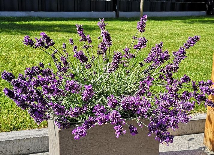 Bequeme Sitzgelegenheiten im Fisherman's House Caroline, ideal zum Entspannen in Oostduinkerke, Westflandern.