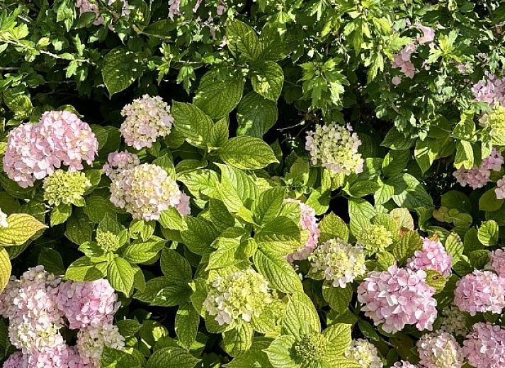 Zonnige veranda met ligstoelen bij Chalet chez Dune, Oostduinkerke, perfect voor relaxen in de natuur van West-Vlaanderen.