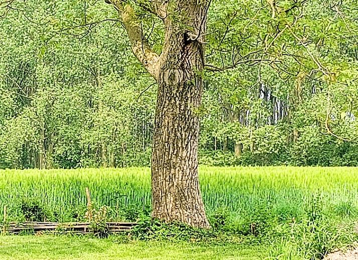 Entspannen Sie sich am Teich im Ferienhaus in Assenede, Ostflandern, mit Sonnenterrasse und Liegestuehlen fuer einen perfekten Urlaub.