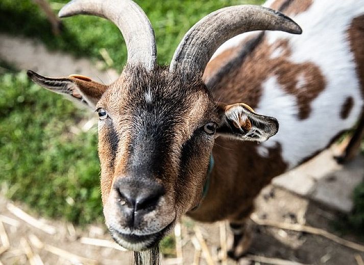 Modern elevator in DE KLEPPE vacation home in Brakel, accessible to all guests.