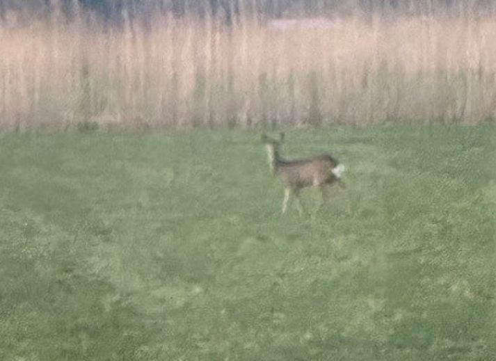 Gemuetliches Schlafzimmer im Ferienhaus in Moerzeke, Hamme, mit Holzinterieur und Blick auf die Natur.