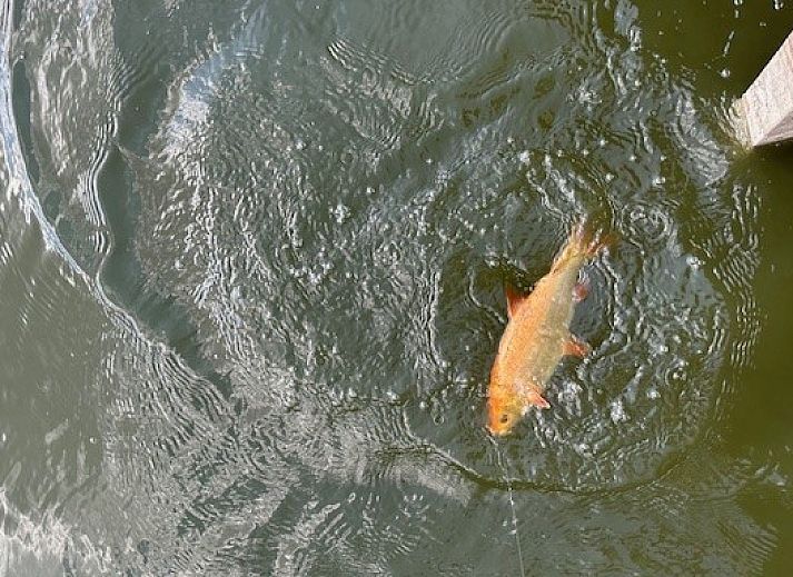 Modern kitchen in Black Pearl vacation home, Moerzeke, East Flanders, with wood finish.