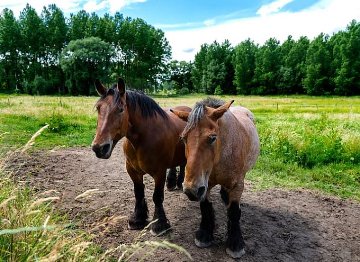 Esszimmer im Ferienhaus in Sint-Pieters-Leeuw, Flaemisch-Brabant, Belgien, mit grossem Tisch und Panoramablick auf die Natur.