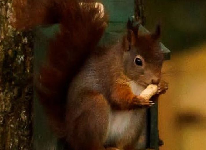 Wooden terrace at Cottage in Merksplas, cottage in Antwerp overlooking wooded area.