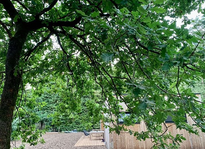 Uitzicht vanuit de woonkamer van Vakantiehuis in Gierle, vakantiehuis in Antwerpen, Belgie met terras en groen uitzicht.