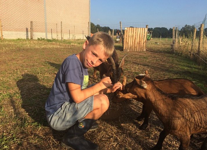 Gemuetliches Schlafzimmer mit Etagenbett in De Drieshoeve, Ferienhaus in Kasterlee, Antwerpen.