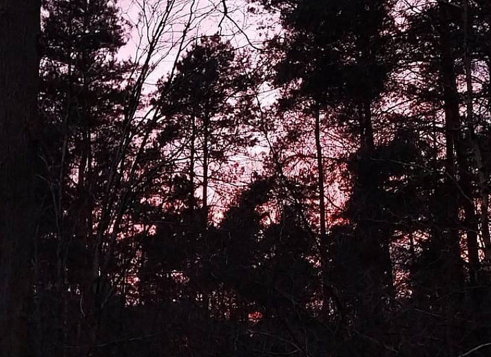 Ferienhaus in Herselt, umgeben von ueppiger Natur in Antwerpen, Belgien, mit einer einladenden Terrasse.