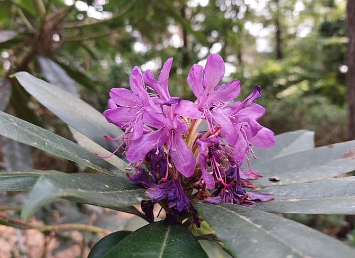 Guest house 044210 - Holiday property Antwerp - Vakantiehuis in Lille