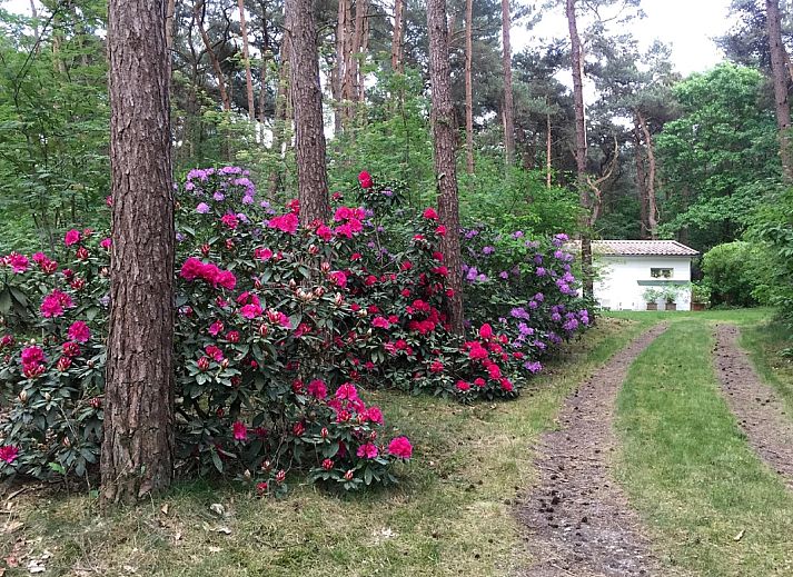 Guest house 044215 - Bungalow Antwerp - Het Beerenbos
