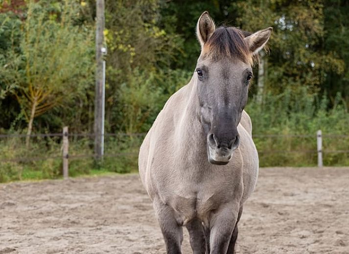 Unterkunft 046505 - Ferienhaus Antwerpen - Vakantiehuisje in Oelegem