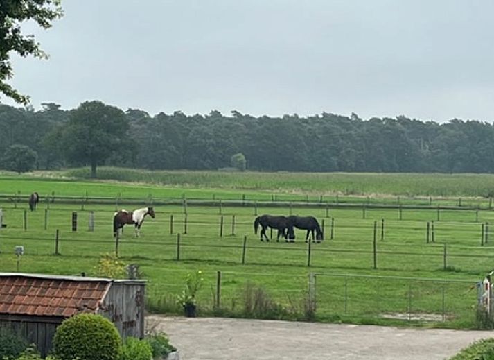 Unterkunft 046905 - Ferienhaus Antwerpen - Huisje in Rijkevorsel