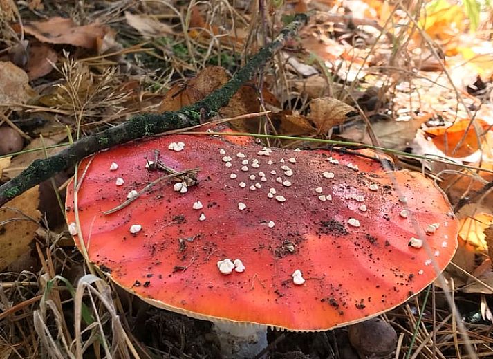 Guest house 048007 - Holiday property Antwerp - Huisje in Wechelderzande