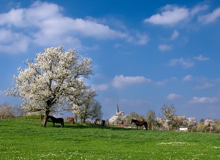 Guest house 0518203 - Holiday property Limburg - Hof van Kalenberg