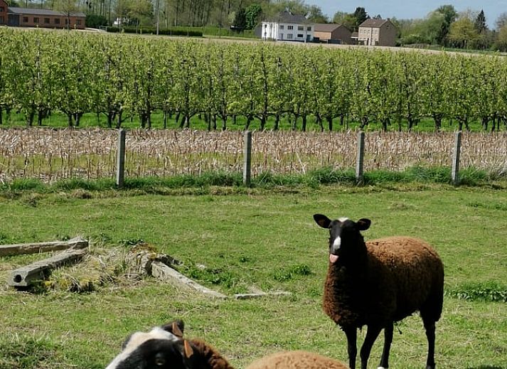 Verblijf 052902 - Vakantiewoning Limburg - Huisje in Hoeselt