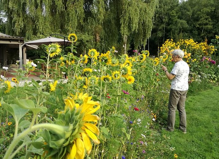 Unterkunft 053304 - Ferienhaus Limburg - Huisje in Opoeteren