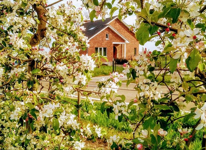 Unterkunft 053402 - Ferienhaus Limburg - Vakantiehuis in Gingelom