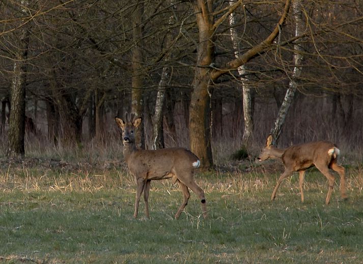 Gezellige woonkamer van Vakantiehuis Heidebos voor 8 Personen in Meeuwen-Gruitrode, Limburg, Belgie met comfortabele zitbanken.
