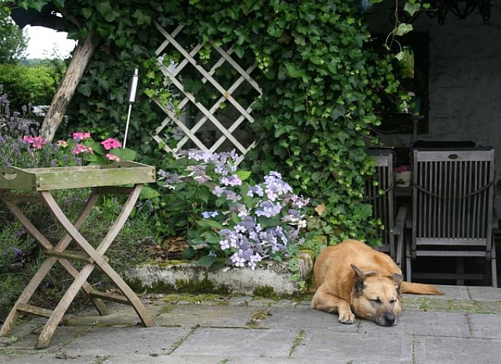 Gezellige veranda bij Huisje in Sint Pietersvoeren, een vakantiehuis in Limburg, Belgie, omringd door groene natuur en rustieke charme.