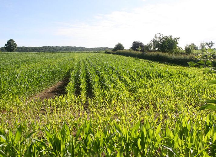 Geniet van het uitzicht vanaf het terras van Huisje in Sint Pietersvoeren, een vakantiehuis in het schilderachtige Limburgse landschap in Belgie.