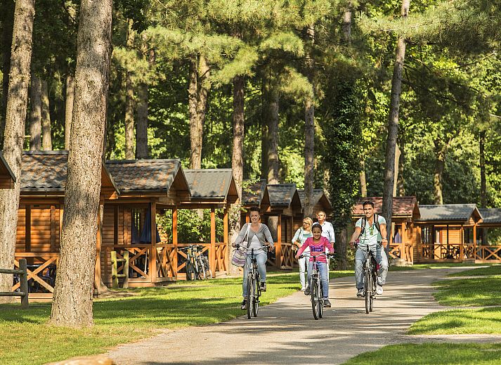 Mooi Zutendaal 4-persoons chalet 4B1 in Zutendaal, Limburg, Belgie, omringd door natuur en hoge bomen, ideaal voor een ontspannen vakantie.