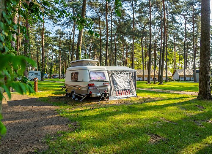 Kampeerplaats Comfort in Zutendaal, Limburg, Belgie met caravan en groene omgeving omringd door hoge bomen.