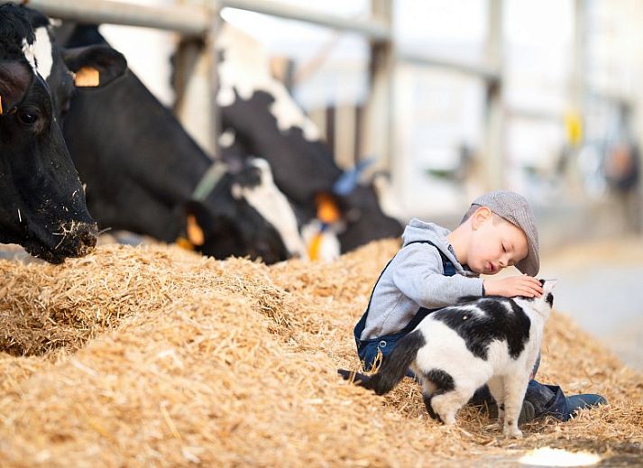 Charmante entree van Akkermanshof vakantiehuis in Bocholt, Limburg, Belgie met gezellige decoratie.