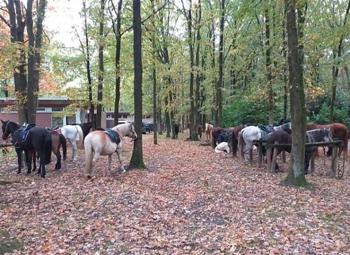 Unterkunft 056624 - Ferienhaus Limburg - Vakantiehuisje in Lanaken gellik