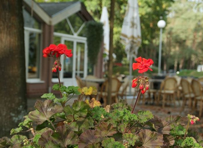 Unterkunft 056624 - Ferienhaus Limburg - Vakantiehuisje in Lanaken gellik