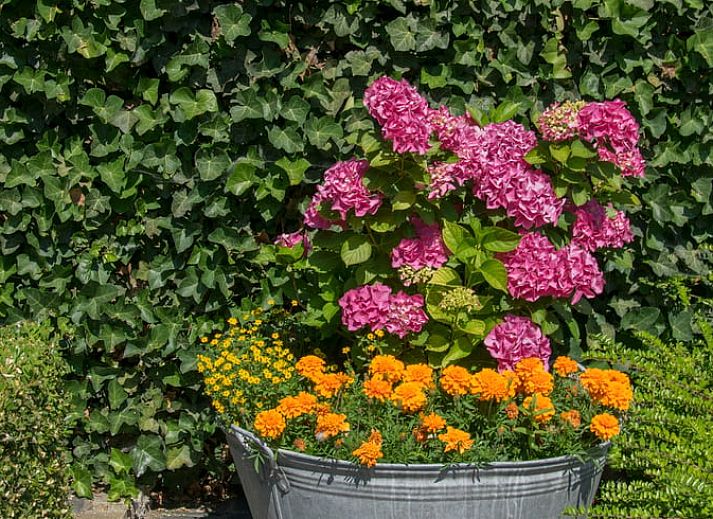 Guest house 058905 - Holiday property Limburg - Vakantiehuisje in Herderen