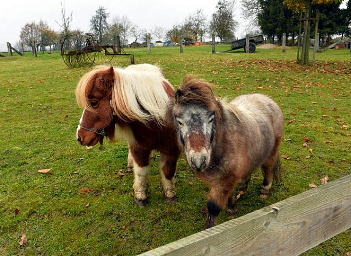 High chair with crockery in Holiday home in Hombourg, Ardennes, child-friendly facilities for family vacations in Belgium.