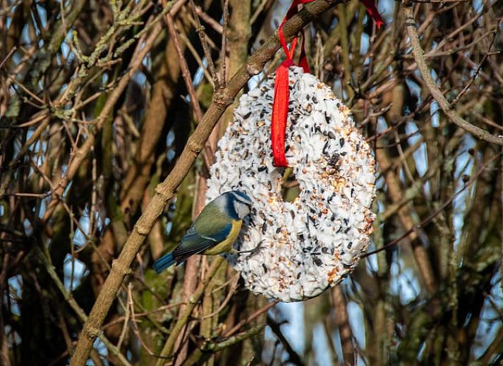 Beautiful view of nature from the garden of Cottage in Aubel, bed and breakfast in the Ardennes, with wide green fields.