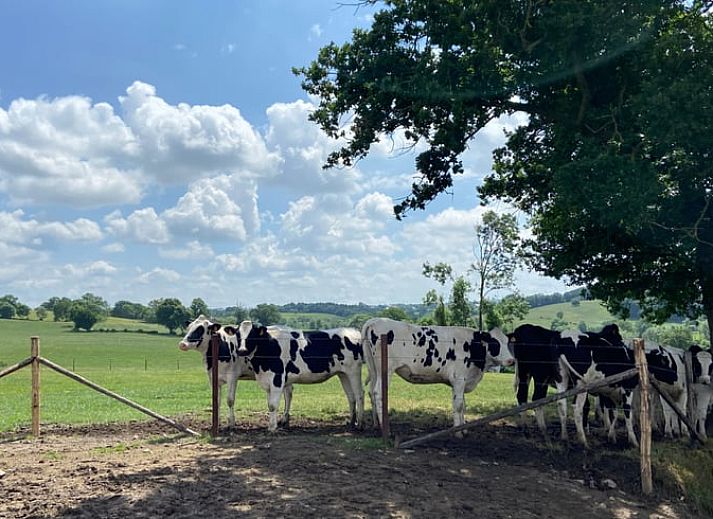 Beautiful view of nature from the garden of Cottage in Aubel, bed and breakfast in the Ardennes, with wide green fields.