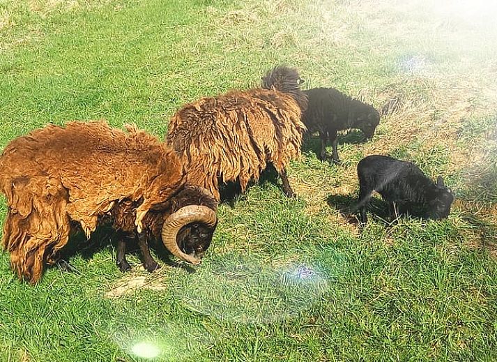 Gemuetliche Kueche im Ferienhaus in Comblain au Pont, Ardennen. Hoelzerne Einrichtung mit Blick auf die Natur in Comblain-au-Pont, Luettich, Belgien.