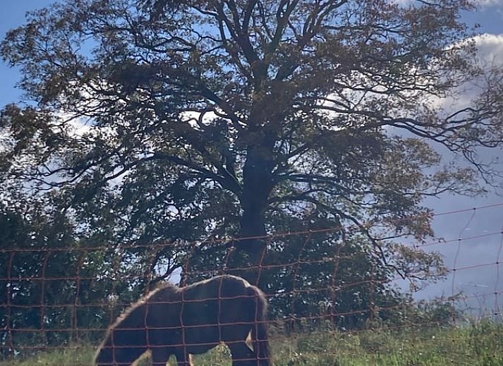 Stilvolle Kueche im Ferienhaus in Spa, Ardennen, Belgien, mit modernen Geraeten und Essbereich.