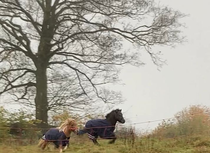 Gemuetliche Sitzecke im Ferienhaus in Spa, Ardennen, Belgien, mit bequemen Stuehlen und Blick auf den Garten.