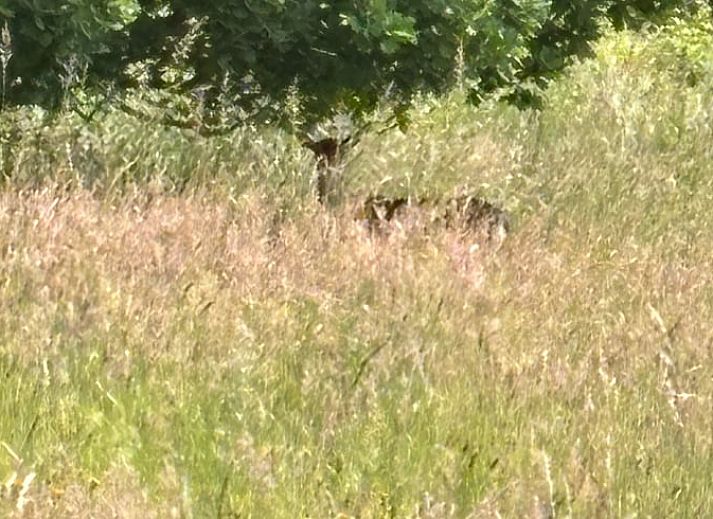 Discover the historic charm of Ellezelles at Holiday home in Elzele, a vacation home in Hainaut, Belgium.