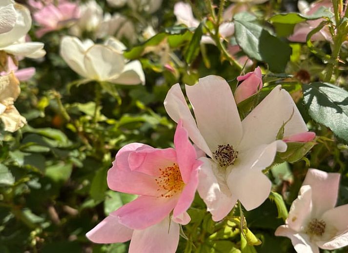 Discover the historic charm of Ellezelles at Holiday home in Elzele, a vacation home in Hainaut, Belgium.