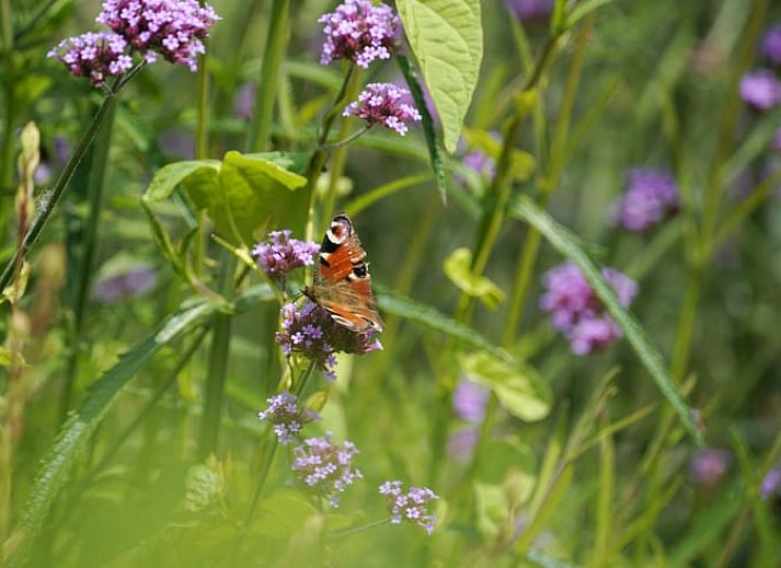 Guest house 0745308 - Holiday property Hainaut - Huisje in FRASNES LEZ ANVAING