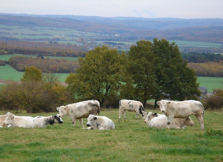 Die stilvollen Innenraeume des Les Confidences de Messire Sanglier in Beauraing sind mit klassischen Moebeln und Dekorationen ausgestattet.