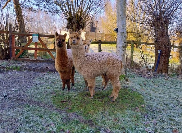 Illuminated wooden cottage Cottage in Gesves, located in the serene Ardennes, Belgium, with atmospheric lights.