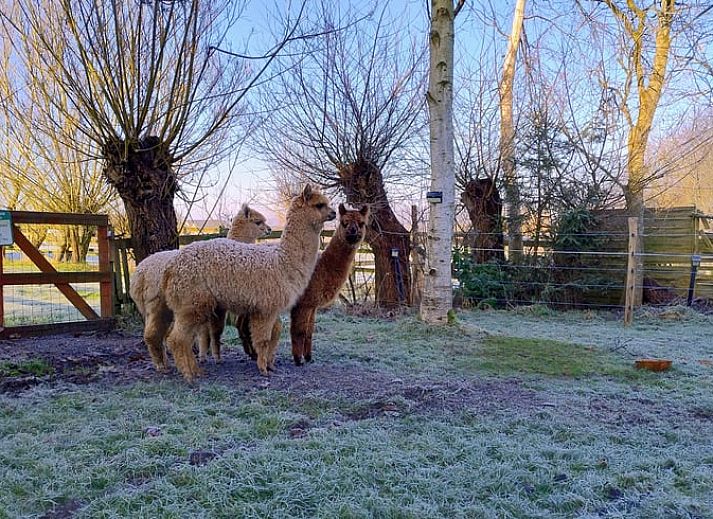 Illuminated wooden cottage Cottage in Gesves, located in the serene Ardennes, Belgium, with atmospheric lights.