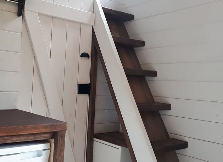 Alpacas grazing at Cottage in Gesves, a vacation home in the green surroundings of the Ardennes, Belgium.