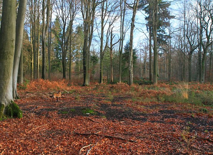 Guest house 082907 - Holiday property Namur - Huisje in Gesves