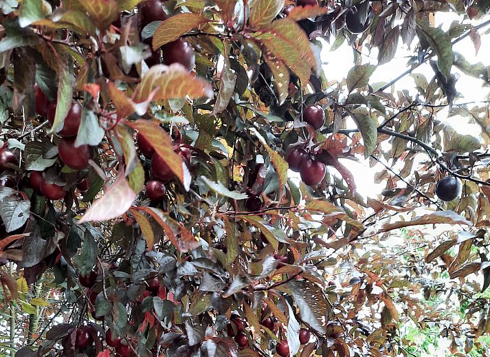 Unterkunft 086110 - Ferienhaus Namur - ARD199